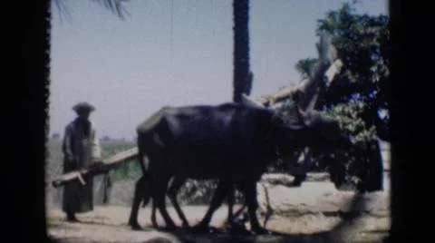 1946:EGYPT. People Guide Cattle To Pull A Big Object Around In A Circle Stock Photos