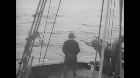 1947 - A harpooned whale is pulled alongside the catcher boat in a Japanese Stock Footage 168877788