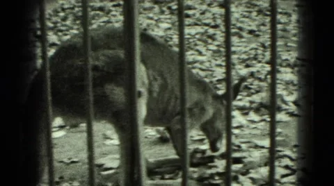 1947: kangaroo eating leaf and giraffe standing regally at local zoo MIDDLETOWN Stock Footage