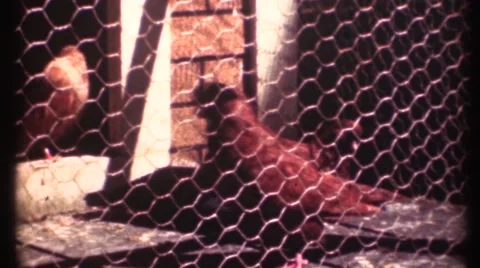 1948  ,pigeons in coup Stock Footage 57248045