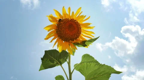 1948 Sunflower with Bumble Bee, HD Stock Footage 40387601