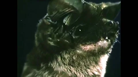 1949 - A bat suckles her young and scientists go into a cave to study the Stock Footage 246362253
