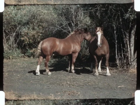 1950 Alberta, Canada film of draft horses on a farm. 2k overscan of a 16mm film Stock Footage 294378646