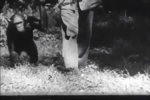 1950 - The intelligence of a trained chimpanzee is shown when a pear is hidden 動画素材 99558537