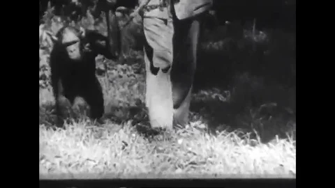 1950 - The intelligence of a trained chimpanzee is shown when a pear is hidden Stock Footage 120035419