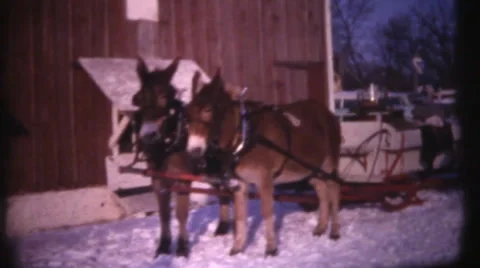 1950's &amp; 60's  vintage, mules pulling sheigh Stock Footage 34137158