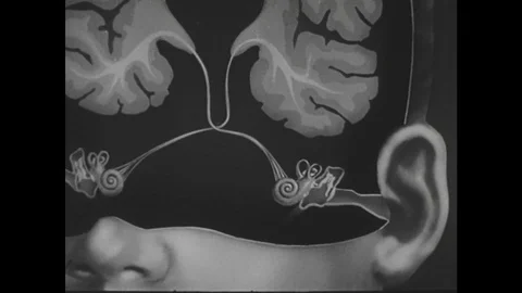 1950s: Animation of sound waves hitting ear, entering brain. Stock Footage 74659398