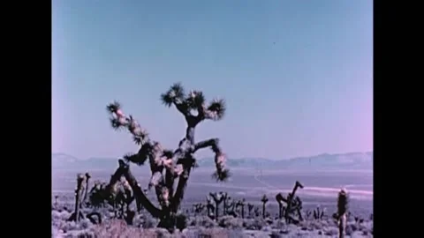 1950s - An atomic bomb is detonated at Yucca Flat in Nevada, leading to an Stock Footage 159147694