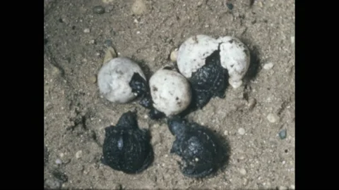 1950s: Baby turtles hatching from eggs. Hand moves a garter snake. Snake crawls Stock Footage 217747464