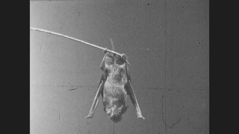 1950s: Bat Hangs Upside Down.  Wings.  Birds Fly In Large Group. Stock Footage 80739989