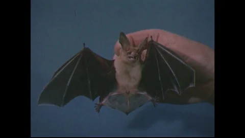 1950s: Bat held in hand / Close up of ba... | Stock Video | Pond5