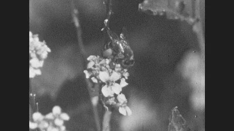1950s: Bee Moves Between Flowers.  Bees Fly. Stock Footage 80737893