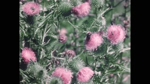 1950s: Bees in a patch of thistles. Bees on a honeycomb. Bee larva in hive. Video stock 219818481