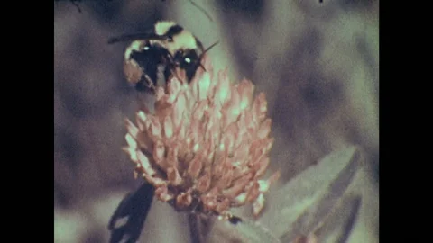 1950s: Bees visit flowers. Stock Footage 126010405
