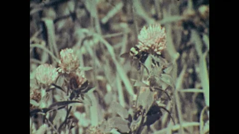1950s: Bees visit flowers. Stock Footage 126010424