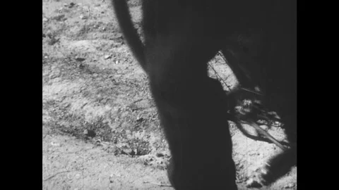 1950s: bicycle wheels. Ford makes Quadra cycle. Gasoline engine Stock Footage 74812244