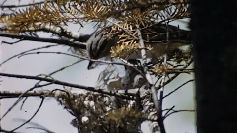 1950s Bird Builds Making Nest High In Tree Nesting Instinct Vintage Film Movie Stock Footage 88354786