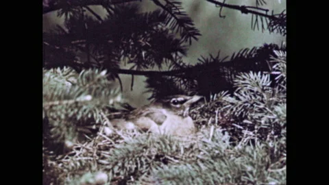 1950s: Bird settles into nest in tree. Bird on branch on top of tree. Baby birds Vídeos de archivo 157437358