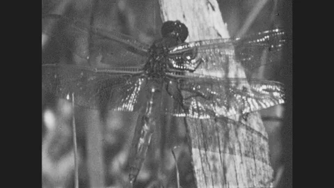 1950s: Birds Fly. Dragonfly On Stick. Vultures In Tree. Bird Extends Wings. Stock Footage
