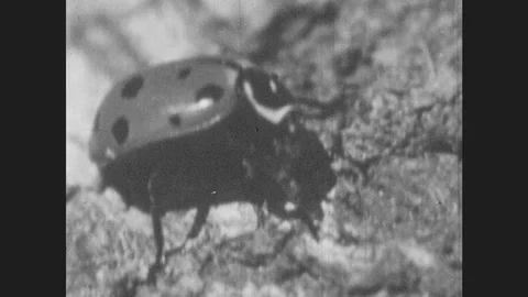 1950s: Bug Walks.  Ladybug Reveals Second Set Of Wings.  Drawing Of An Insect. 스톡 동영상 80737781