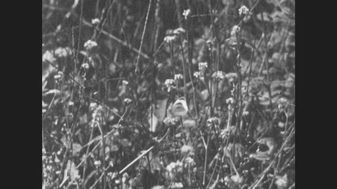 1950s: Butterfly Moves From Flower To Flower In Field. Moth On Blossom. Stock Footage