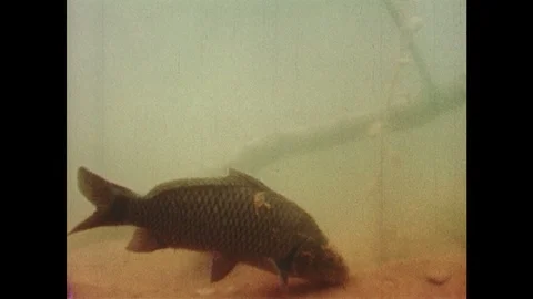1950s: carp eats off muddy bottom of lake, stirs up silt and swims. men on boat Stock Footage 89765868