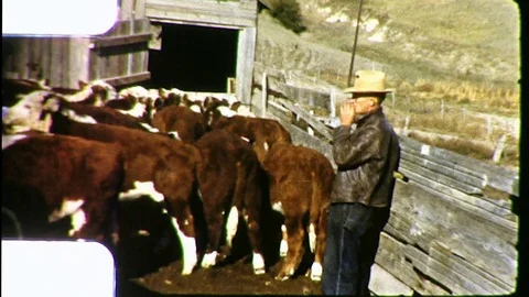 1950s Cattle Ranch Cows Men in Pen Ranchers Herd Vintage Old Film Home Movie Vídeo Stock 79088762
