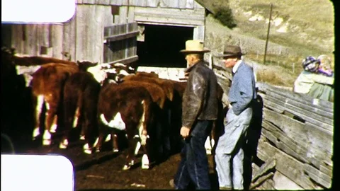 1950s Cattle Ranch Cows Men in Pen Ranchers Herd Vintage Old Film Home Movie 스톡 동영상 79090844