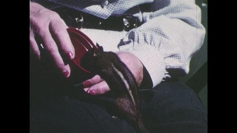 1950s: Chipmunk eats from cup in woman's hands. Close up, hands feed baby bird. Stock Footage 88305582