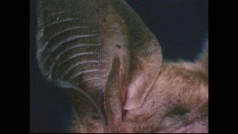 1950s: Close up of bat's ears / Scientists tie string around bat's mouth. 库存影片 74448079