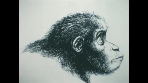 1950s: Close up, drawing of early human species. Stock-Footage 286713195