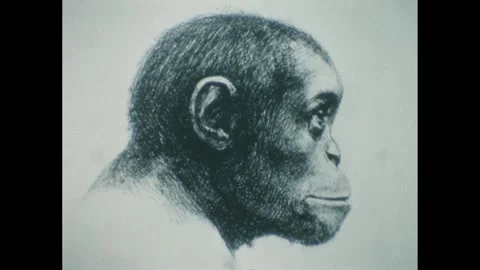 1950s: Close up, drawing of monkey. Stock-Footage 286713212