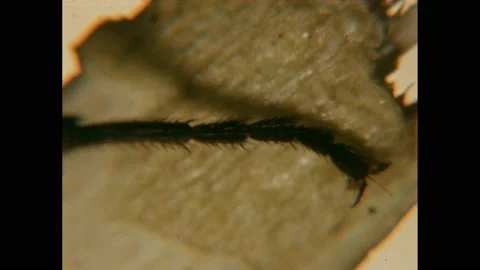 1950s: Close-up of insect leg. Insects in wooden planks. Small white bug on Stock Footage 219818681