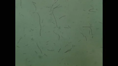 1950s: Close-up of scribbles and patterns. Production chalkboard. Woman at Stock Footage 140150978