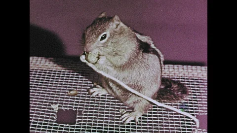 1950s: Close up, squirrel eating nut tied to string. Hands pull string, put nut Stock Footage 109222729
