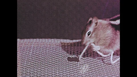 1950s: Close up, squirrel pulls string, eats nut tied to string. Stock Footage 109222720