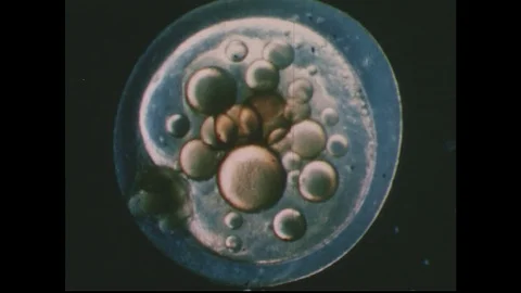 1950s: Close up time lapse of magnified fish embryo. Stock Footage