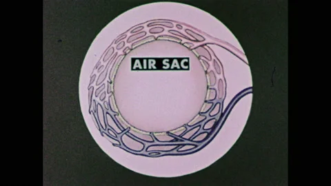 1950s: Close-up view of air sac and capillaries and their function. 스톡 동영상 144696765