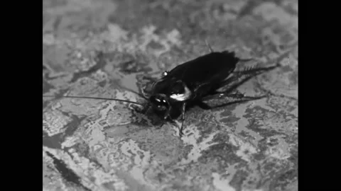 1950s: Cockroach on a patterned surface. American cockroach from the side.  Stock Footage 165426367