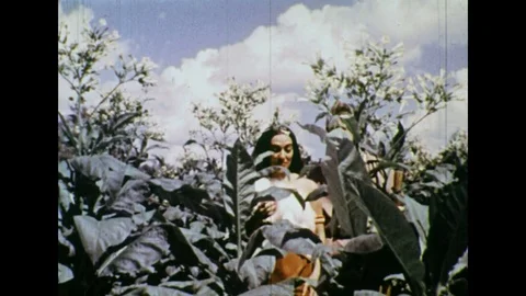 1950s: Colonial man and Native American woman in tobacco field. Stock Footage