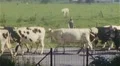 1950s Cows Herd Come Home for Milking DAIRY FARM Vintage 8mm Film Home Movie HD Footage