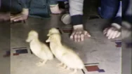 1950S Cute Little Boys Kid Pet Ducks Quack Children Vintage Film Home Movie Stock Footage