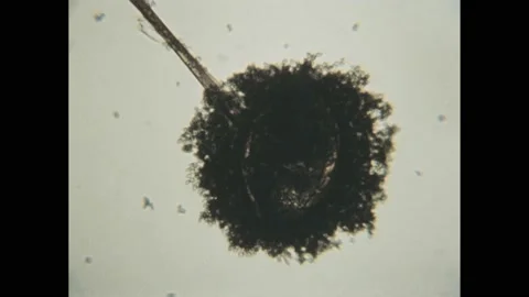 1950s: Dark object on slide.  Closet.  Hand holds up moldy shoe.  Tiny insects Stock Footage 233217178