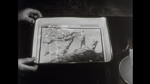 1950s: Darkroom.  Man develops photograph.  Man holds photo.  Woman smiles. Stock Footage 112477679