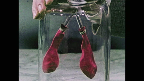 1950s: Demonstration of lung function. Diagram of respiratory system. Stock Footage 144696815