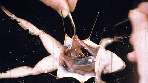 1950s Dissection Biology Class Science Live Frog Vintage Educational Film Movie 動画素材 90437017