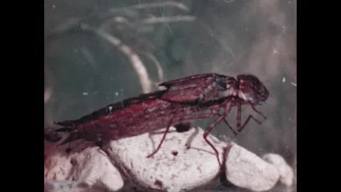 1950s: Dragonfly nymph with small wings. Nymph climbs up a stem out of the Stock Footage 262087216