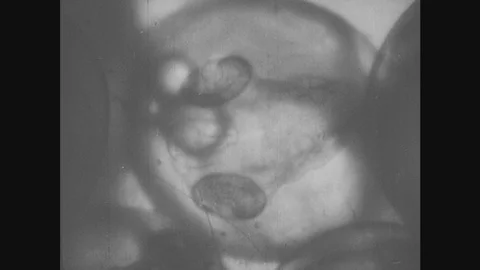 1950s: Eggs with twitching embryos, small heart pumping. Underwater, plants Stock Footage 81111754
