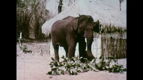 1950s: Elephant eats leaves / People in village / Man adjusts boy's turban /  Stock Footage 74628343
