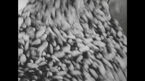 1950s:  Factory processing of cocoa beans Stock Footage 74659903